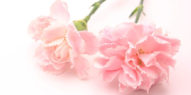 carnation_pink