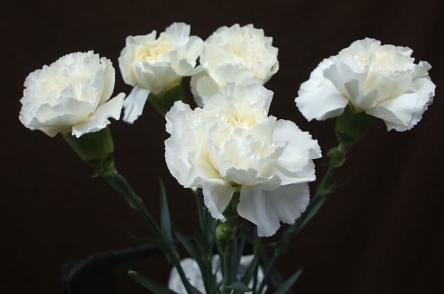 carnation_white